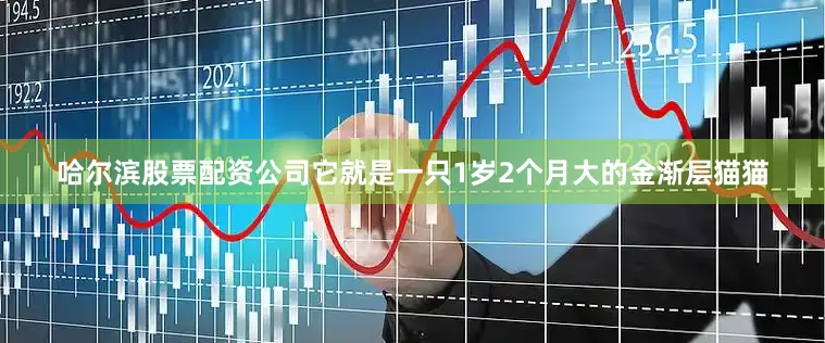 哈尔滨股票配资公司它就是一只1岁2个月大的金渐层猫猫